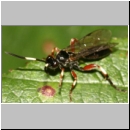 Cratichneumon flavifrons - Schlupfwespe w115c 10mm fdet02.jpg